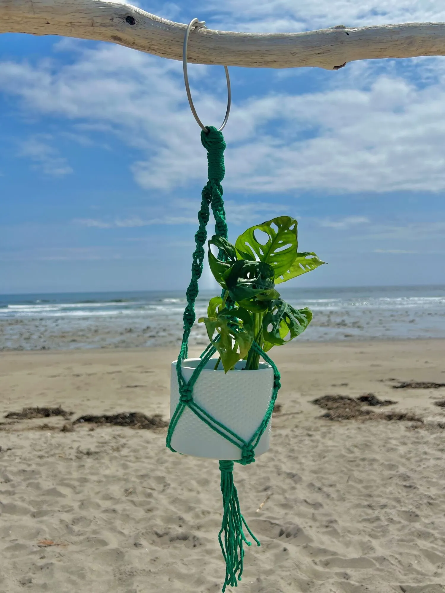 Green rope plant hanger on driftwood above a Maine beach